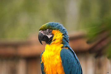 Ara
