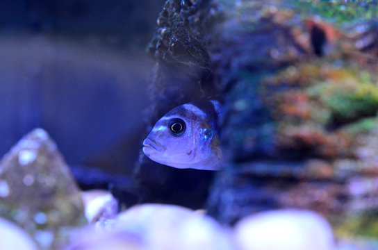 Cichlid Fish in aquarium. Scientific Name: Pseudotropheus Demasoni