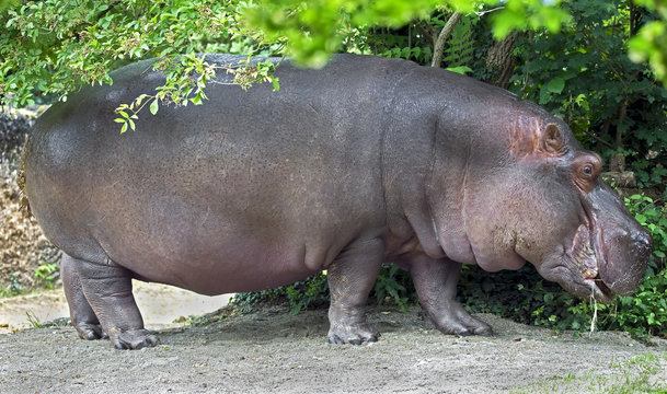 Hippopotamus. Latin name - Hippopotamus amphibius