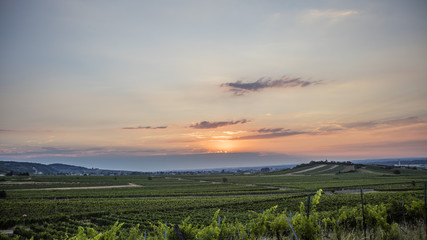 sun rise over the green vineyards valley in sprint time