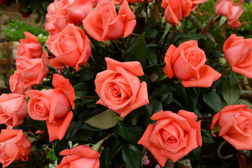 Rose flowers blooming for background.