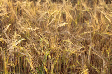 Wheat Field