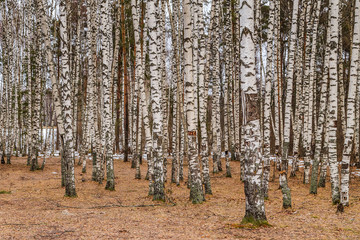 Birch grove late autumn without foliage, the soil is covered with leaves