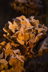Hortensia