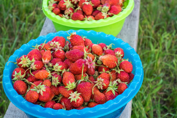 Ripe strawberries in plastic colorful bowls on a wooden bench