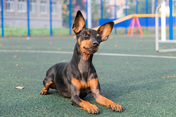 Small dog (miniature Pinscher) on the background of the agility track