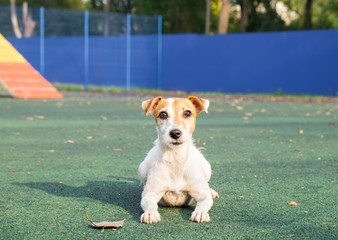 Small dog (Jack Russell Terrier) on the background of the agility track