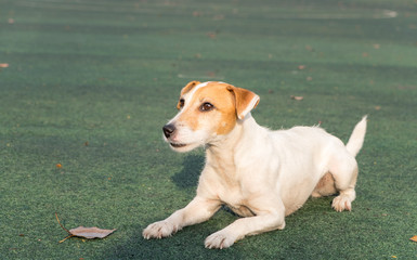 Small dog (Jack Russell Terrier)