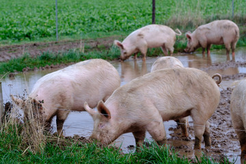 Get Glueckliche schweine HD
