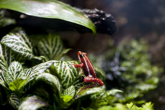 Epipedobates tricolor (rana veneno fantasma)