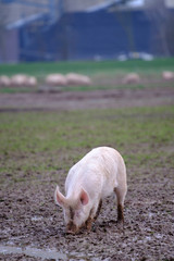 Schweine in Freilandhaltung - Biofleisch