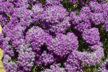 Obraz premium Australia, wild flowers in Western Australia