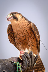 Peregrine falcon - Dubai Desert Conservatio Reserve - Al Maha - UAE