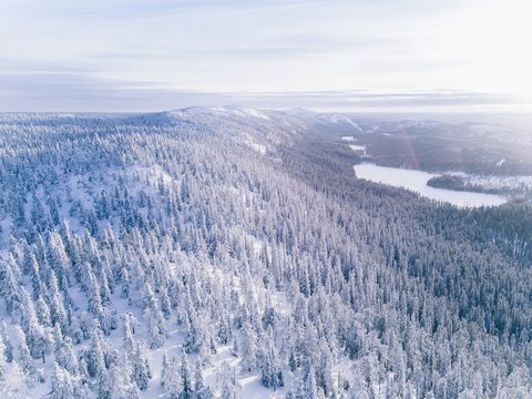 Fototapeta Aerial view of winter forest covered in snow.