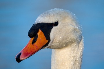 SWAN