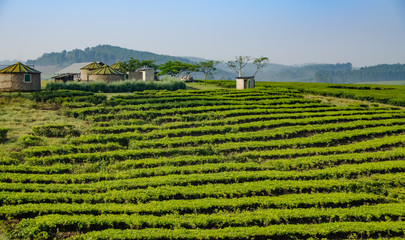 Tea plantation, Central Uganda