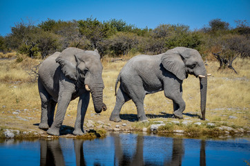 Afrikanischer Elefant / Etosha Nationalpark, Namibia