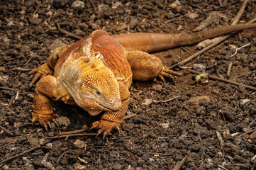 Land Iguana, Galapagos Islands, Ecuador
