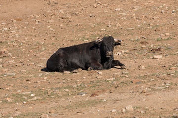 Bull resting6