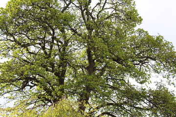 Branches with leaves on a tree