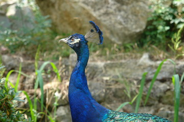 Obraz premium The peacock's head, side view