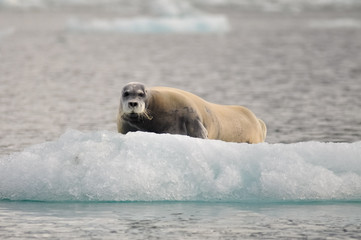 Bearded seal on an inceberg, the main prey of polar bears, North Spitsbergen, Svalbard, Norway