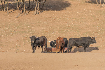 Herd of bulls4