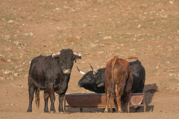 Herd of bulls2