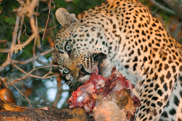 Leopard with Kill. Londolozi Private Game Reserve, Kruger National Park, South Africa