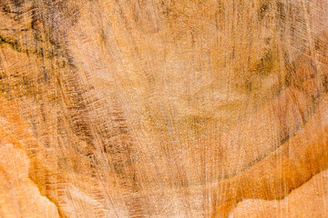 Extreme closeup on an oak tree rugh cut. Background in high resolution.
