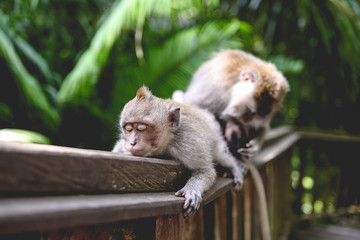 A Little monkey find flea with together, Look like human spa