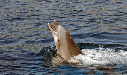Dolphin popping ouy of the water