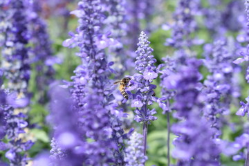 Bee eating nectar at purple little flowers in garden