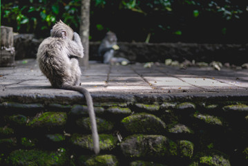 Little monkey  close the eye  look like human play  hide and seek
