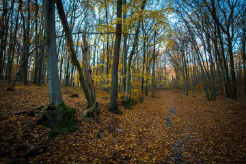 Obraz premium Walkway in forest in colorful autumn, Little Carpathian, Slovakia, Europe