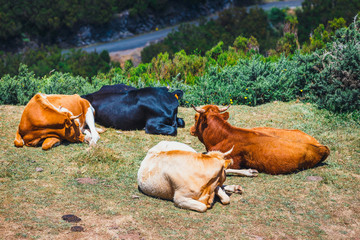 brown cows at the entrance to the trail to Levada das 25 fontes and Levada do Risco, Madeira Island, Portugal