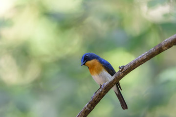 Male Tickell's blue flycatcher perching on tree branch with green bokeh background , Thailand