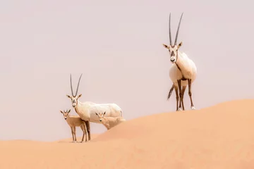 Rolgordijnen Oryx family in the dunes of the Dubai Desert Conservation Reserve, UAE © Luis