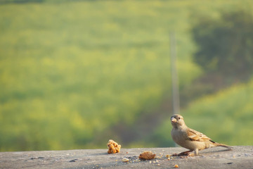 small beautiful female house sparrow Passer domesticus sitting on a wall picking