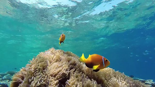 Malediven Anemonenfische schwimmen über Anemonen in der Strömung