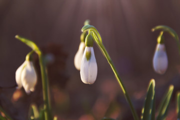 spring background of the first snowdrops