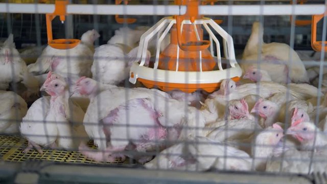 Many broilers sit closely inside a packed cage. 
