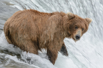 A Grizzly bear catching salmon, Brook falls, Alaska