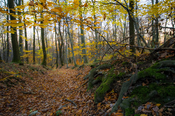 Roots, trees, sunset in colorful autumn forest, little Carpathian, Slovakia, Europe