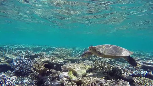 Karettschildkröte schwimmt auf Futtersuche im Korallenriff