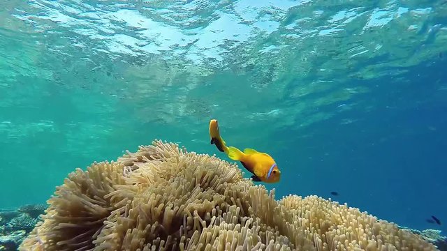 Maldives anemonefish are swimming in the ocean current
