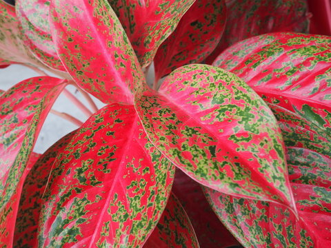 Close up green red leaf caladium leaf plant texture in nature for background.