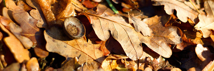 Dry branch, stick, autumn background.