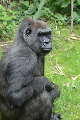 Naklejka premium Western lowland gorilla