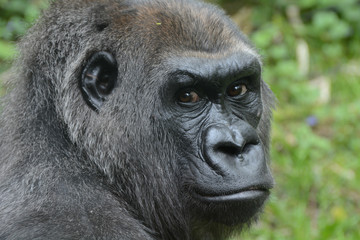 Western lowland gorilla